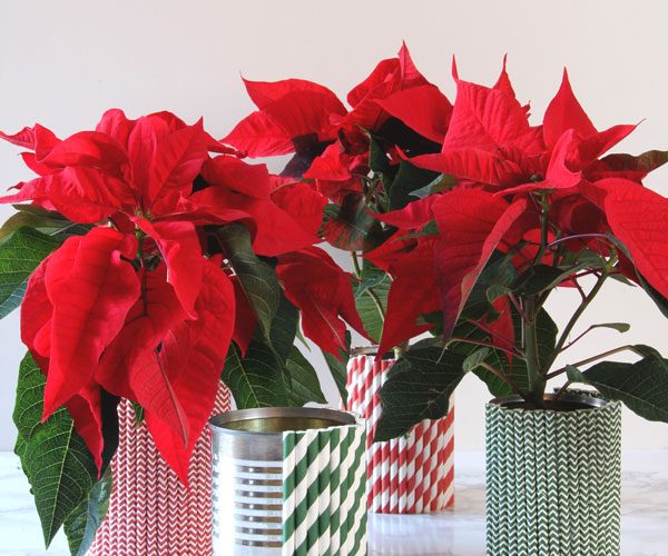 Using tin cans and straws, create unique and fun straw covered containers. Makes a perfect gift with a potted poinsettia!