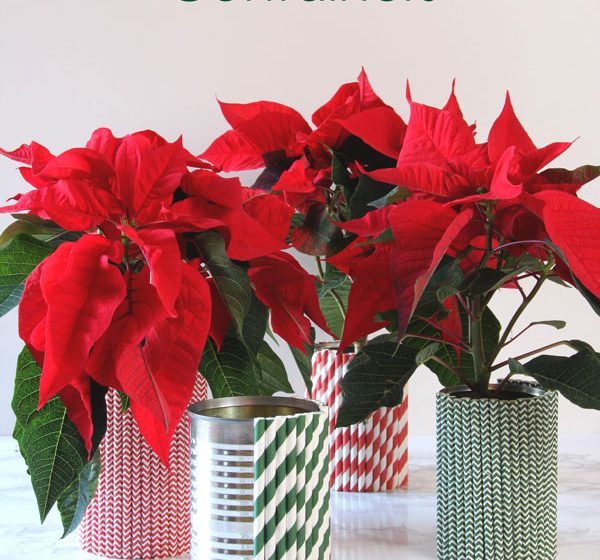 Using tin cans and straws, create unique and fun straw covered containers. Makes a perfect gift with a potted poinsettia!